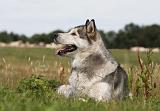 ALASKAN MALAMUTE 675